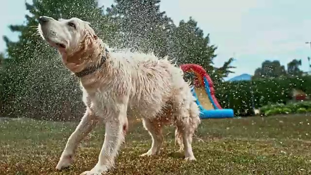 SLO MO金毛猎犬抖掉水视频素材