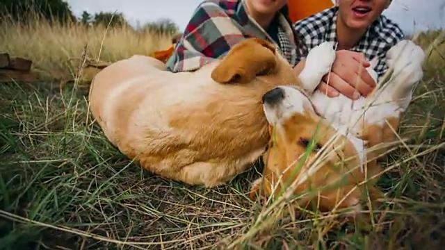一对夫妇在浪漫的秋天露营时与他们顽皮的狗玩耍视频素材