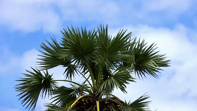 棕榈树视频下载