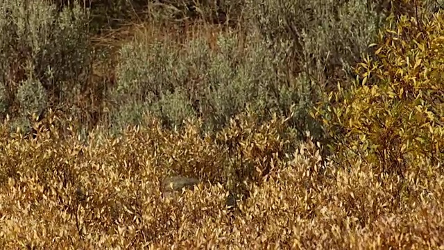 MS/TS拍摄到一头灰熊(Ursus arctos horribilis)带着幼崽站在金色的秋天柳树地里视频下载