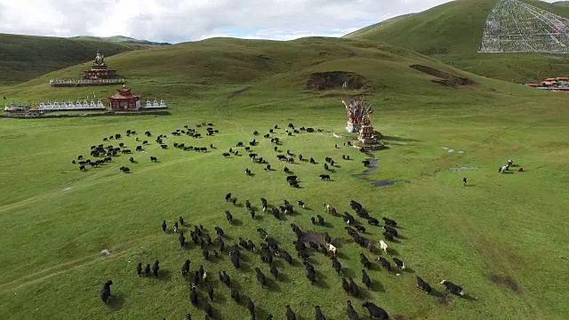 中国西部草原上的牲畜与藏庙视频素材