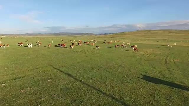 中国牲畜鸟瞰图视频下载
