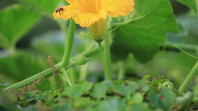 南瓜花和蜜蜂的照片视频素材