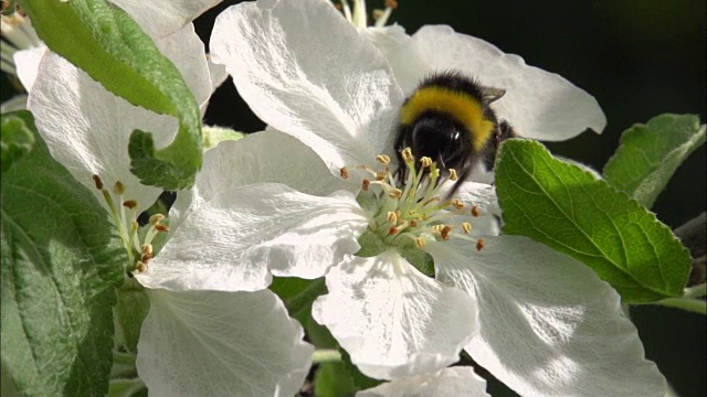 大黄蜂在看盛开的花朵视频素材