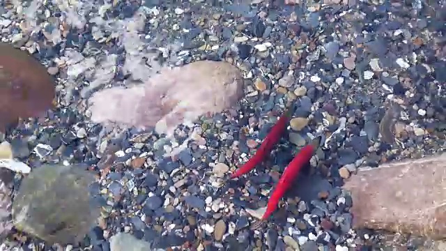 红大麻花鱼鲑鱼(4 k)视频下载
