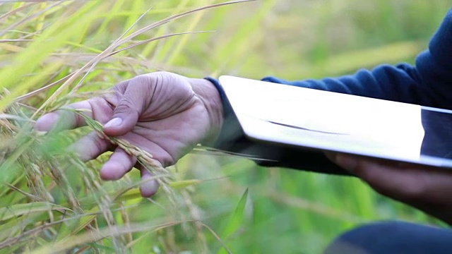 手农在稻田里用iPad检查谷物生长，慢镜头视频下载
