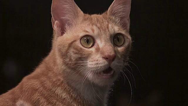 一只猫惊讶的表情视频素材