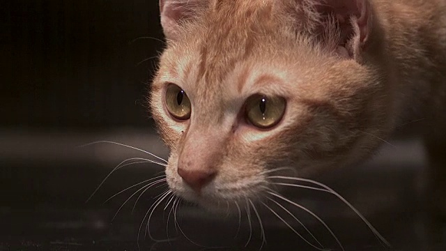 一只猫靠近什么东西的照片视频素材