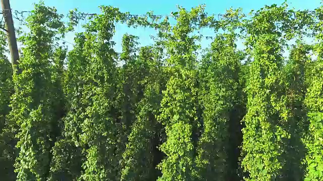 夏季啤酒花花园半空中侧视图视频素材