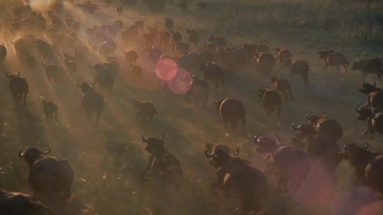 非洲，日落时分，一群野牛在草原上奔跑视频素材