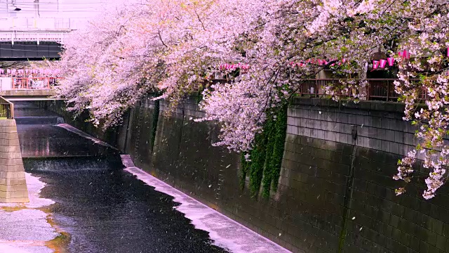 许多樱花从一排排的樱花树飘落到梅黑河。无数的樱花是流动和覆盖目黑河的河水边,变得像一个樱花粉色地毯(Hanaikada)。视频下载