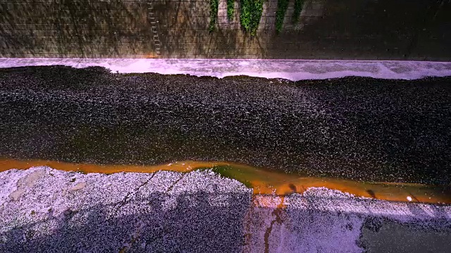 江边的影子映在千千万万朵樱花上，粉红色的地毯(花奈加达)。无数的樱花是流动和覆盖目黑河的河水边,变得像一个樱花粉色地毯(Hanaikada)。视频下载