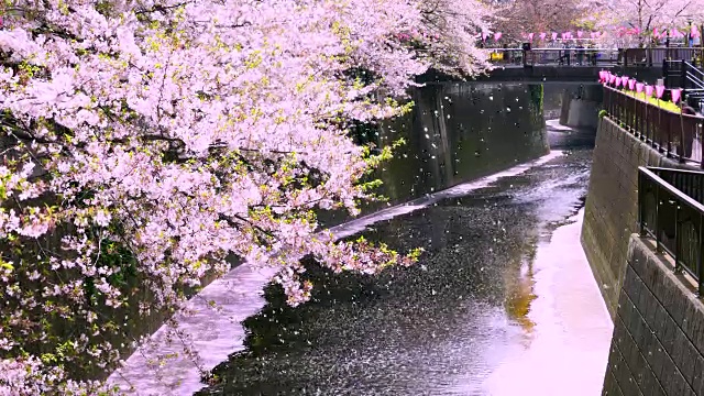 许多樱花从一排排的樱花树飘落到梅黑河。人们从桥上看着飘动的樱花和粉红色的樱花地毯(Hanaikada)。视频下载