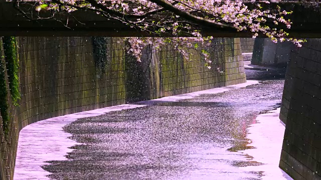 许多樱花从一排排的樱花树飘落到梅黑河。“樱花风暴”(Sakura Fubuki)将成排的樱花树中无数的樱花吹到了目黑河。视频下载