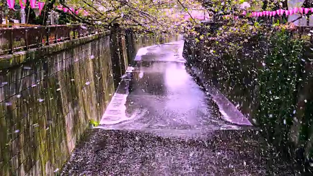 许多樱花从一排排的樱花树飘落到梅黑河。“樱花风暴”(Sakura Fubuki)将成排的樱花树中无数的樱花吹到了目黑河。视频下载