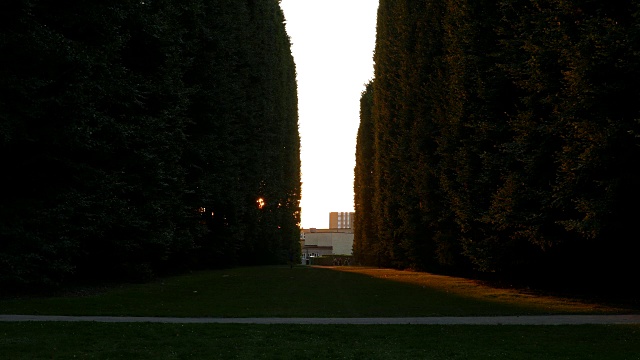 黄昏时分的绿树成荫的公园视频下载