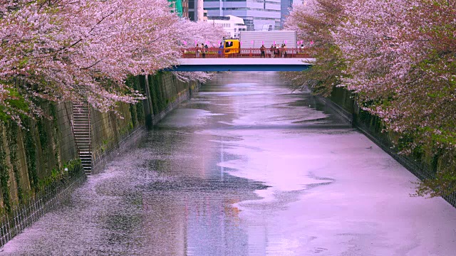 无数凋落的樱花覆盖着目黑河，就像一个巨大的樱花粉色地毯(花奈加达)。粉红色的地毯缓缓流过水面，流向下游。视频下载