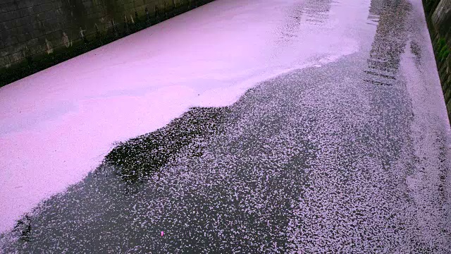 无数凋落的樱花覆盖着目黑河，就像一个巨大的樱花粉色地毯(花奈加达)。粉红色的地毯缓缓流过水面，流向下游。视频下载