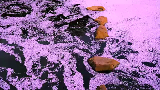 无数的樱花粉色地毯(Hanaikada)流经的岩石在目黑河下游。视频下载