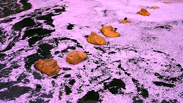 无数的樱花粉色地毯(Hanaikada)流经的岩石在目黑河下游。可以看到岩石上有两只鸭子。视频下载