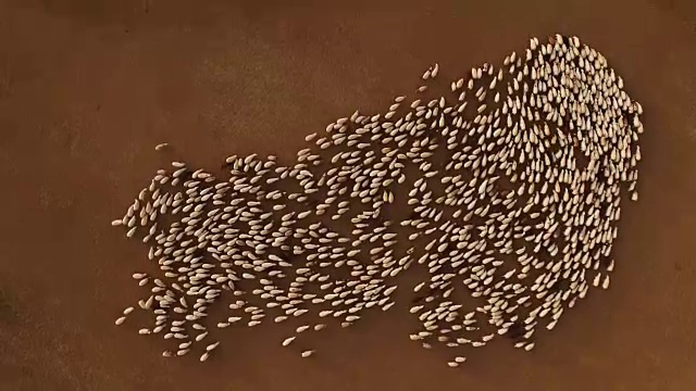 在加泰罗尼亚比利牛斯山区的乡村，一群美丽的羊群在一群狗的追逐下移动，改变着羊群的形状。绵羊创造的抽象运动形状。4 k UHD。视频素材