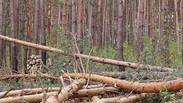 砍伐松林。树倒在地上。视频素材