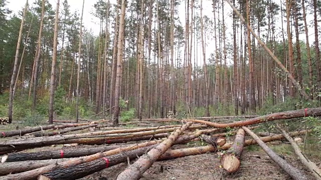 砍伐松林。树倒在地上。视频下载