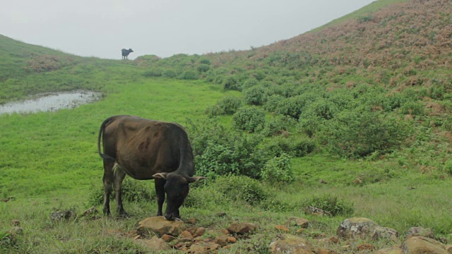 牛在山上，后面有灌木丛视频素材