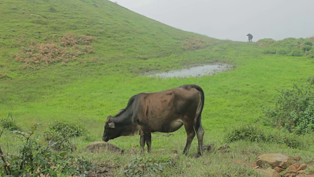 牛在山中饮水视频素材