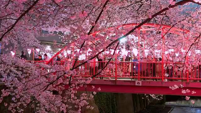 中目黑东京夜晚，人们在目黑河红色中野桥上观看一排排被照亮的樱花树。纸灯笼和灯照亮了樱花和河流。视频下载