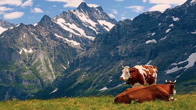 瑞士阿尔卑斯山和奶牛视频下载