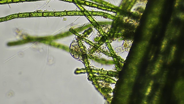 Lecane轮虫和藻类，微观视角视频素材
