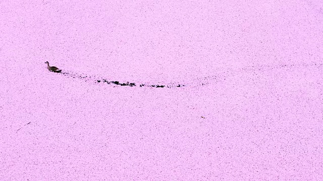 鸭子游过樱花飘落的粉红色地毯(花合田)，在目黑河留下一条小径。无数凋落的樱花覆盖着目黑河，像一个巨大的樱花粉红色的地毯。视频下载
