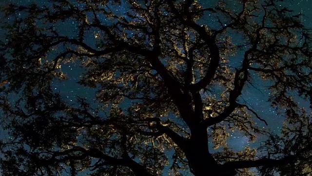 银河夜空-树顶之上视频素材