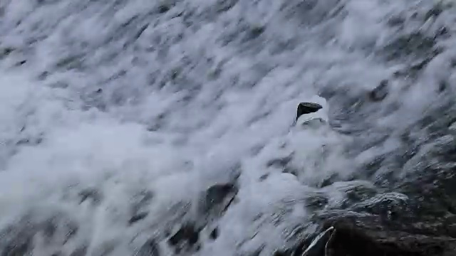 瀑布下面有小鱼。视频下载