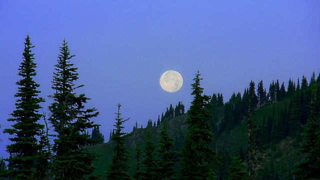 宽镜头延时月亮在松树覆盖的山坡上的蓝天上落下/奥林匹克半岛，华盛顿视频下载