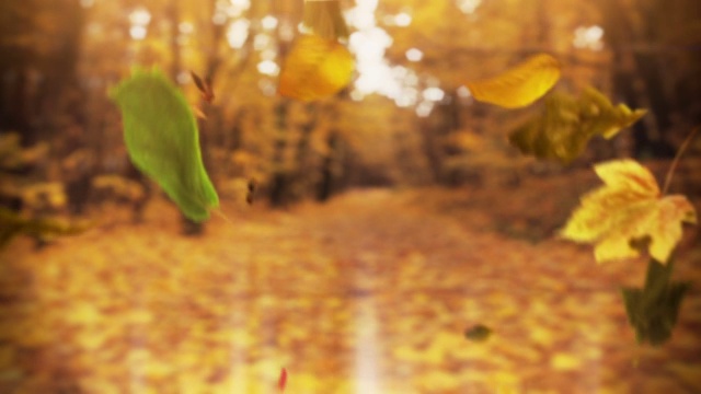 循环秋天的树叶落在公园里视频下载