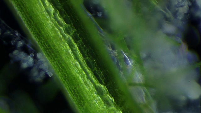 寡毛纲蠕虫和藻类，显微镜观察视频素材