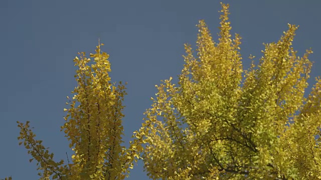 在一个阳光明媚的日子里，在微风中摇摆的黄色，秋天的树叶辉煌的树的中景，美国。视频素材