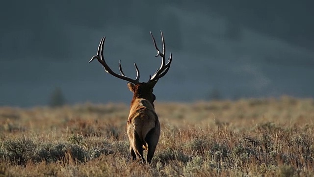 WS拍摄的一个巨大的公麋鹿(加拿大鹿)背光在日出时鸣叫视频下载