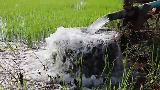 水从管道流入幼苗。视频下载