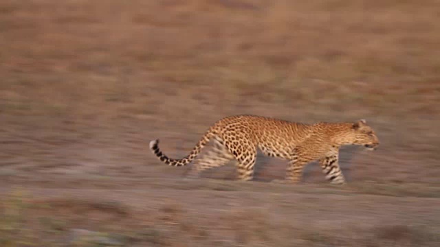 豹跑视频下载
