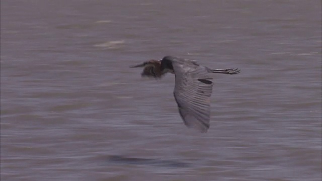 移动镜头的苍鹭在一个波浪形的湖上空飞行视频素材