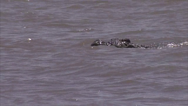 鳄鱼逆浪游泳的特写视频素材