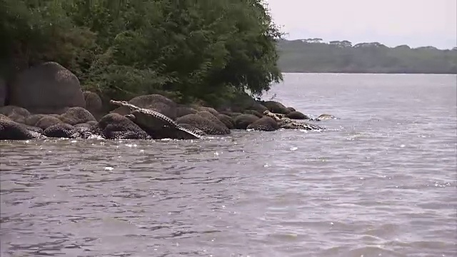 鳄鱼躺在河岸边上的岩石上视频素材