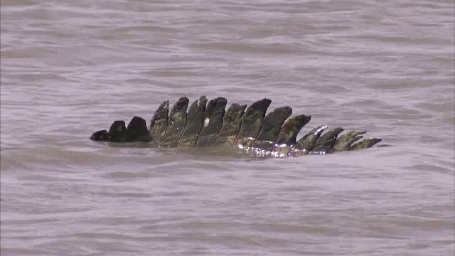 鳄鱼尾巴随潮水移动，然后慢慢下沉的特写视频素材