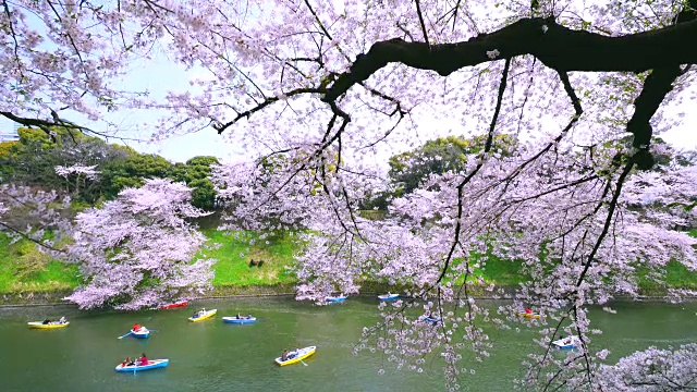 镜头捕捉到人们在千鸟渊护城河上划船，周围是樱花。视频素材