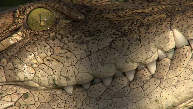 一张鳄鱼慢慢闭上嘴巴露出牙齿的特写视频素材