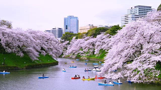 镜头捕捉到人们在千鸟渊护城河上划船，周围是樱花。护城河后面可以看到东京的城市景观。视频素材