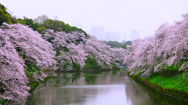 多雨的早晨千鸟渊护城河周围是盛开的樱花树。在朦胧的天空中，可以看到日本霞关行政区的摩天大楼。视频素材
